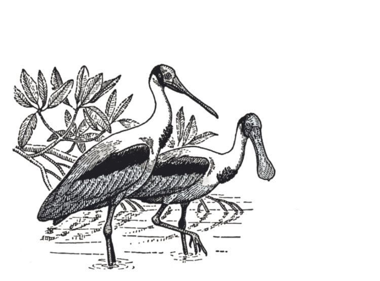 Illustration of Roseate Spoonbills wading